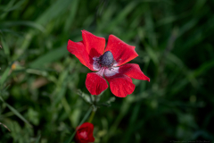 01-Anemone-Tel-Beit-Shemesh