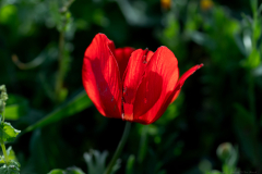 02-Anemone-Tel-Beit-Shemesh