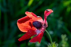03-Anemone-Tel-Beit-Shemesh
