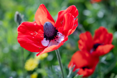 04-Anemone-Tel-Beit-Shemesh