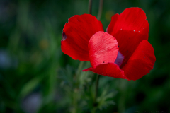 05-Anemone-Tel-Beit-Shemesh