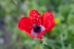 06-Anemone-Tel-Beit-Shemesh