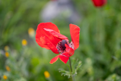 07-Anemone-Tel-Beit-Shemesh