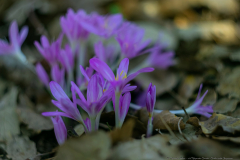 01-HaMeyasdim-Garden-Givhat-Ada-Binyamina
