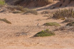 1000D_Birds0026
