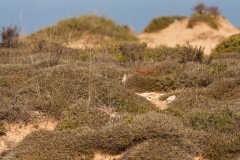 1000D_Birds0033