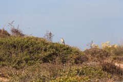 1000D_Birds0036