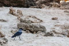 1000D_Birds0052
