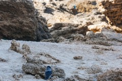 1000D_Birds0053