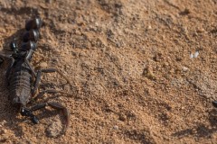 6D_Black-Ant0023-3