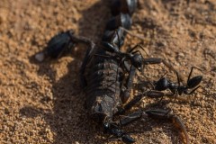 6D_Black-Ant0025-2