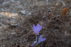 04-Bashanit-Nature-Reserve