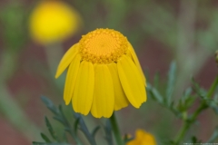 01Chrysanthemum