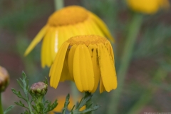 02Chrysanthemum