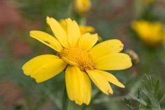 05Chrysanthemum