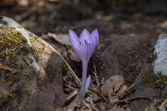 Colchicom-stevenii_0002
