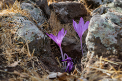 Colchicom-stevenii_0003