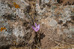 Colchicom-stevenii_0004