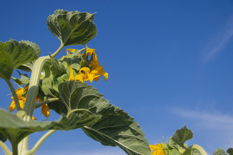 07-Common-Sunflower