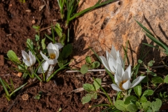 02-Crocus