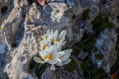 03-Crocus