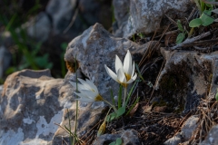 04-Crocus