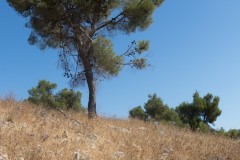 80d_MG_0021
