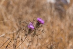 6d_MG_0029
