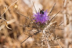 6d_MG_0030-2
