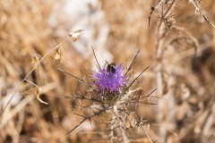 6d_MG_0030