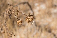 6d_MG_0044
