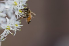 MG_0039-2