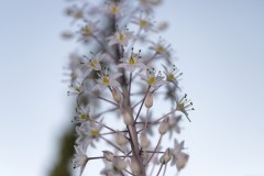 MG_0031