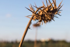 6D_mg_0007-2