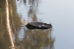 80D_mg_0002
