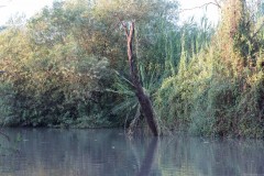 80D_mg_0007