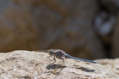 Eyn-Boqeq_80D0008-2