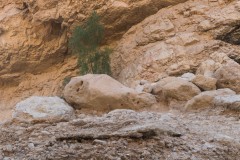 Eyn-Boqeq_80D0061