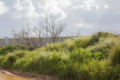 1_MG_0034