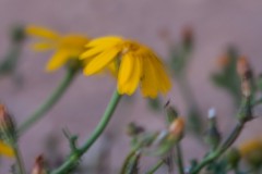 MG_0184
