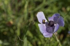 MG_0079