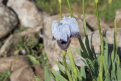 1_MG_0029