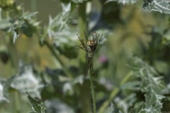 1_MG_0094