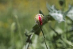 1_MG_0095