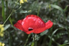 1_MG_0097