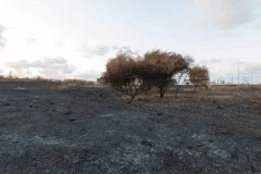 MG_0005