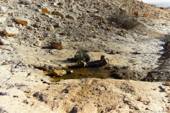 01-Dimona-Siclina
