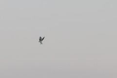 80D_0010