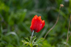 01-Crown-Anemone-at-Emek-ha-Shalom