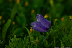 02-Crown-Anemone-at-Emek-ha-Shalom